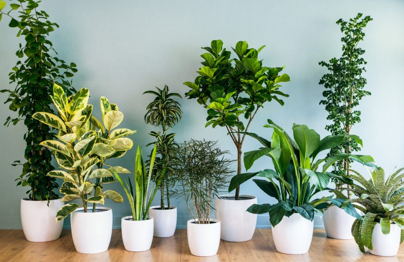 8 Low Maintenance House Plants