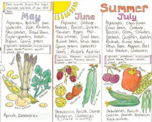 Seasonal Fruit and Veg Chart